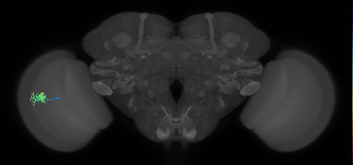 Dm10_L (MaleCNS:153867)