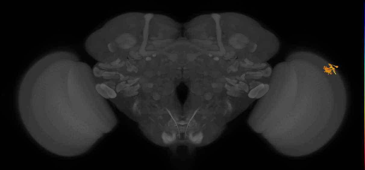Dm10_R (MaleCNS:79602)
