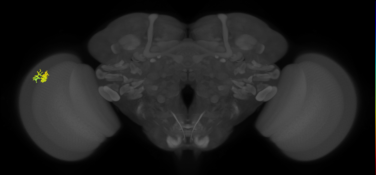 Dm10_L (MaleCNS:77647)