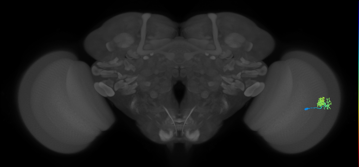 Dm10_R (MaleCNS:62536)