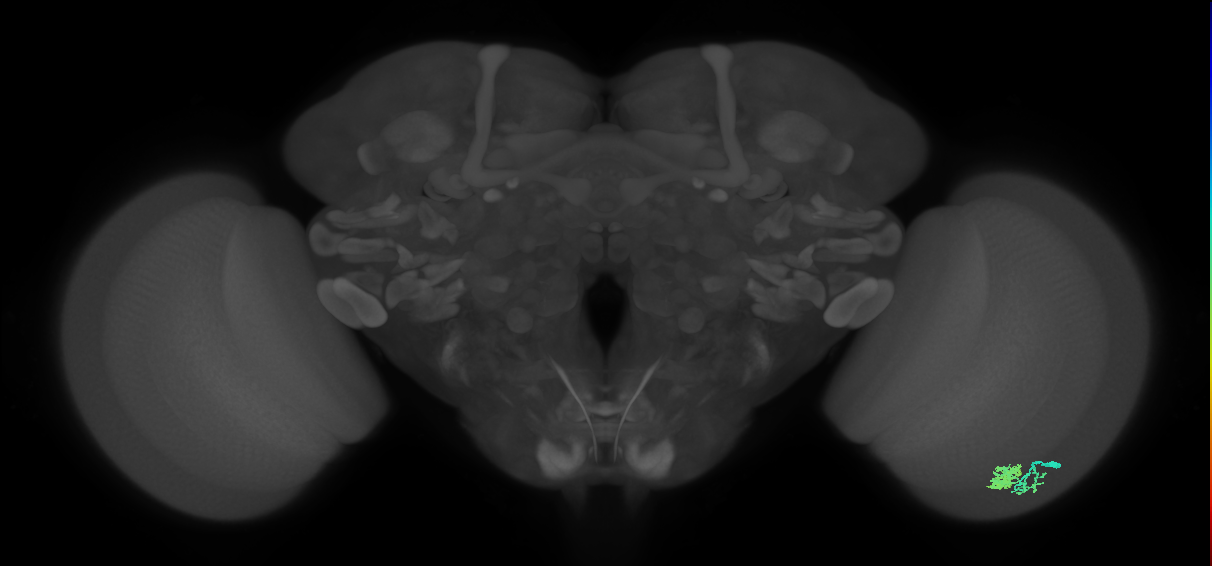 Dm10_R (MaleCNS:66276)