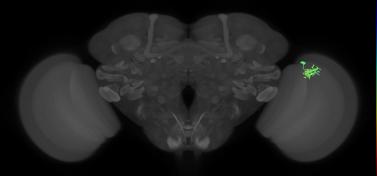 Dm10_R (MaleCNS:75705)