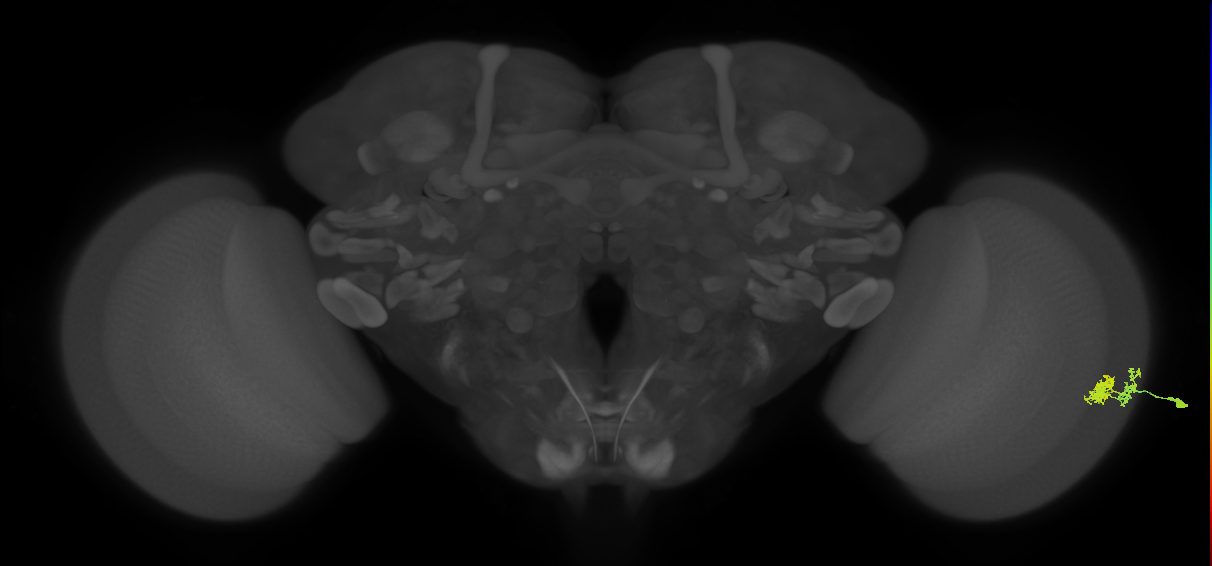 Dm10_R (MaleCNS:89708)