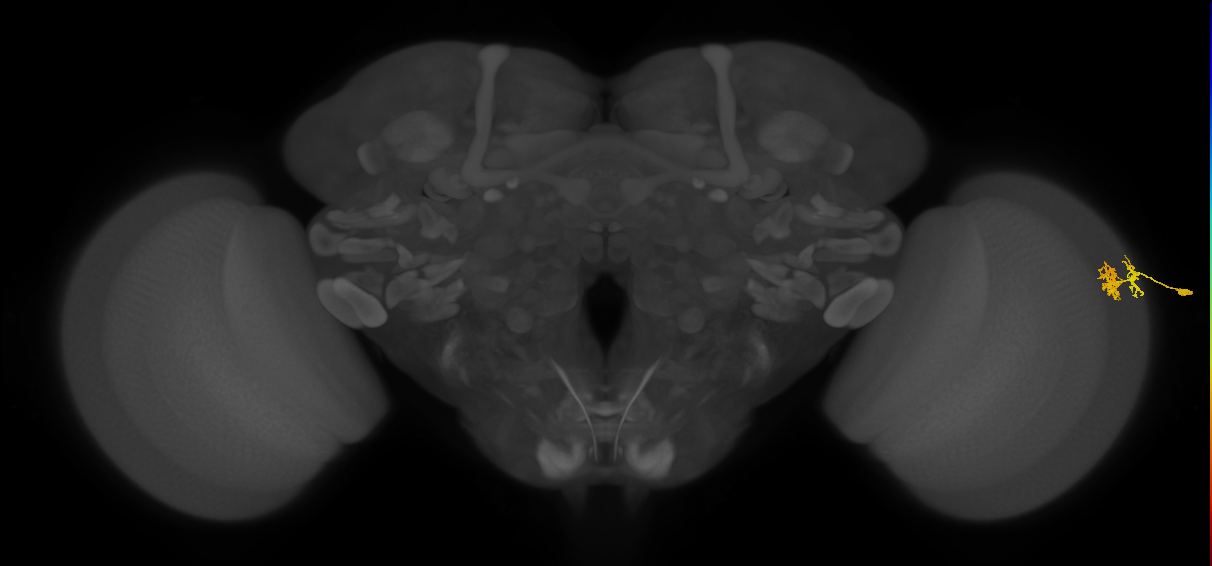Dm10_R (MaleCNS:74077)