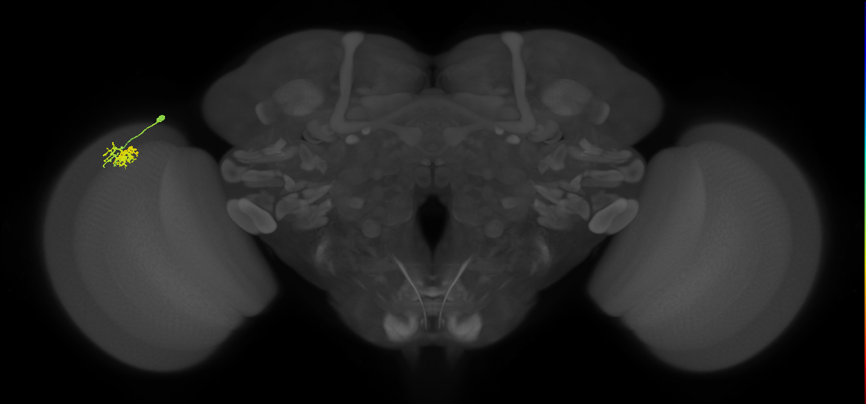 Dm10_L (MaleCNS:548161)