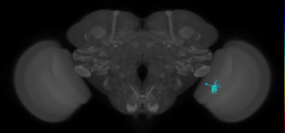 Dm10_R (MaleCNS:178562)