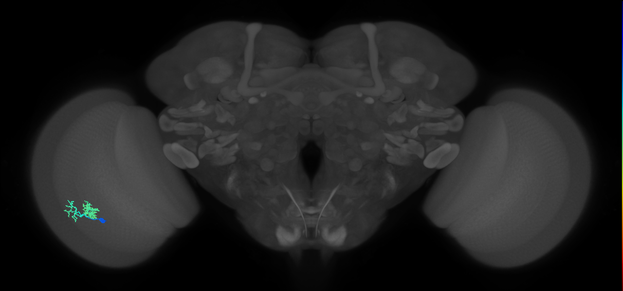 Dm10_L (MaleCNS:527033)