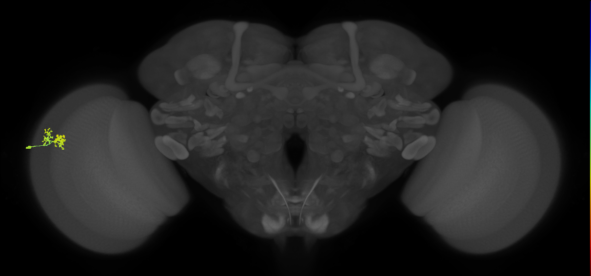 Dm10_L (MaleCNS:102107)