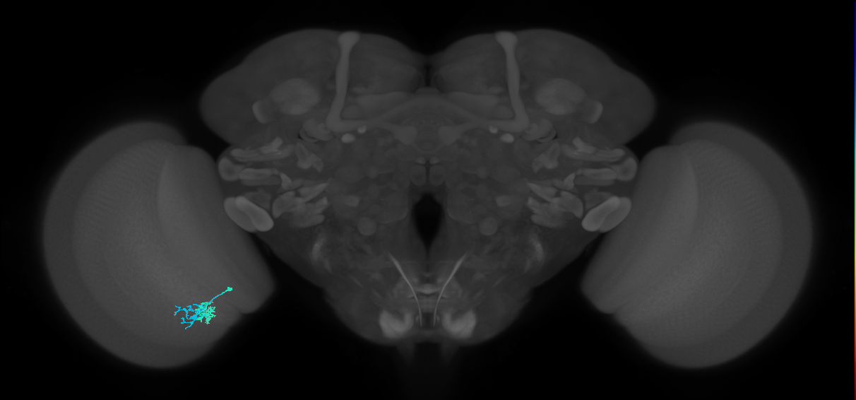 Dm10_L (MaleCNS:176732)