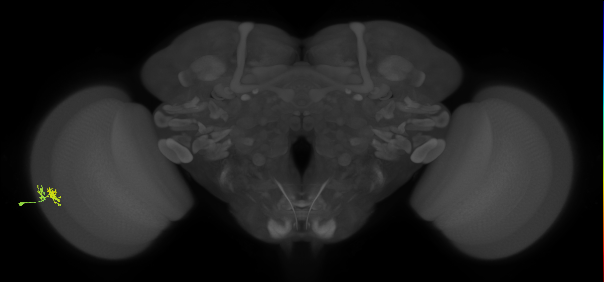 Dm10_L (MaleCNS:60461)
