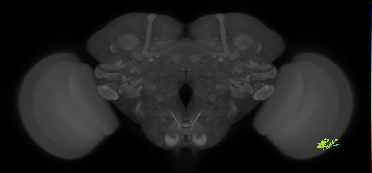 Dm10_R (MaleCNS:46519)