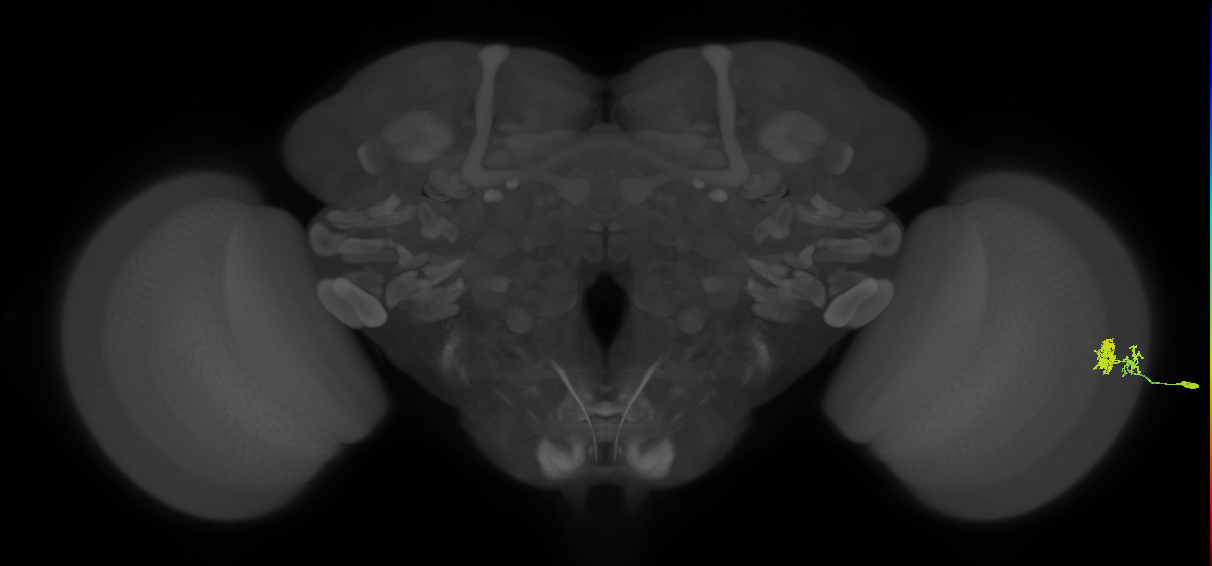 Dm10_R (MaleCNS:61182)