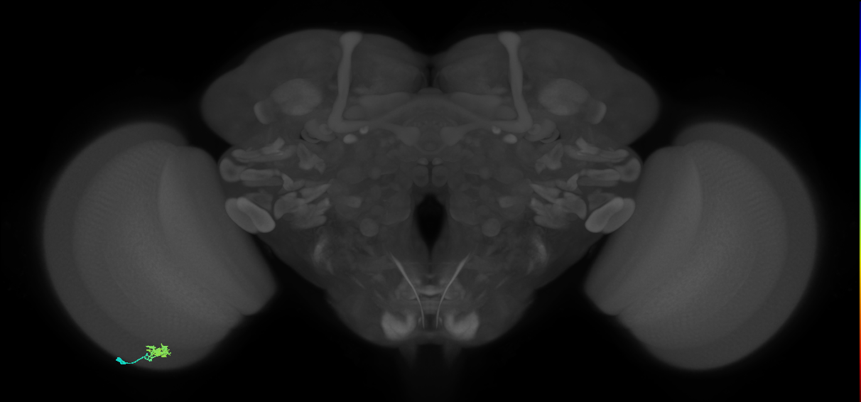 Dm10_L (MaleCNS:97837)