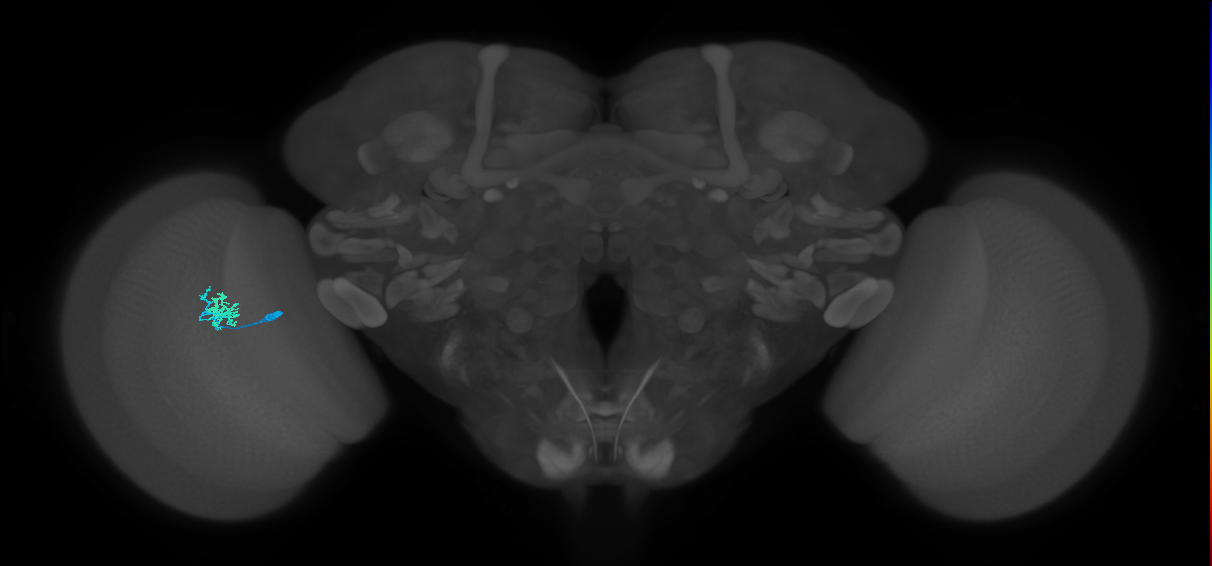 Dm10_L (MaleCNS:69147)