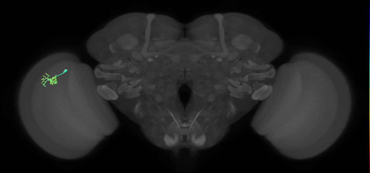 Dm10_L (MaleCNS:189967)