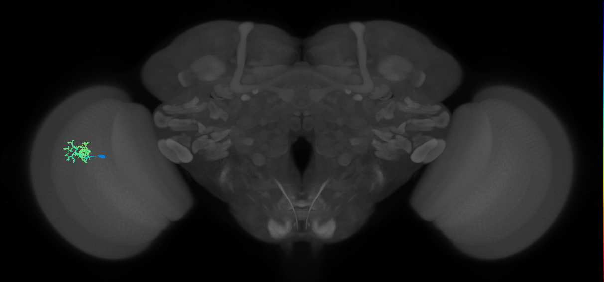 Dm10_L (MaleCNS:123683)
