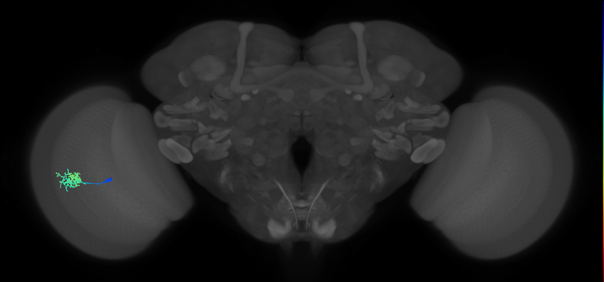 Dm10_L (MaleCNS:106307)