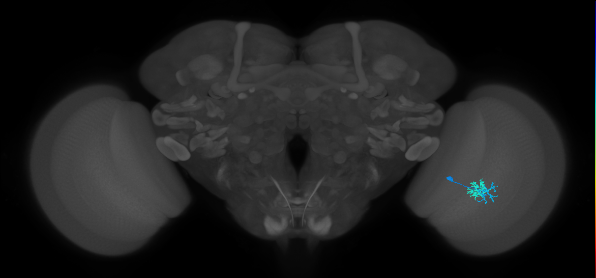 Dm10_R (MaleCNS:69976)