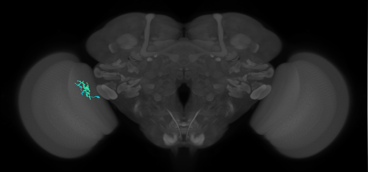 Dm10_L (MaleCNS:171486)