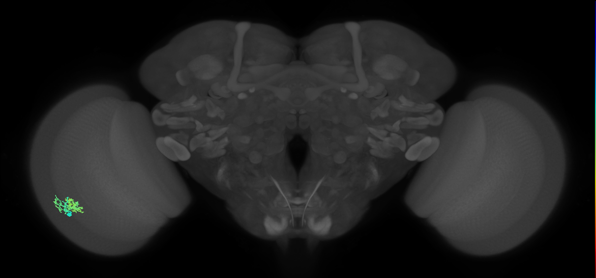 Dm10_L (MaleCNS:60508)