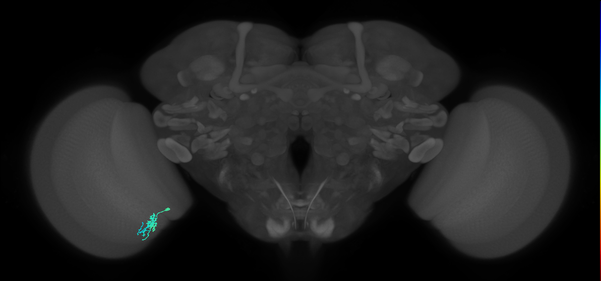 Dm10_L (MaleCNS:202546)
