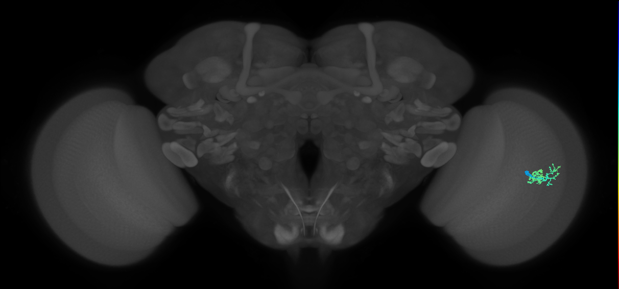 Dm10_R (MaleCNS:75821)