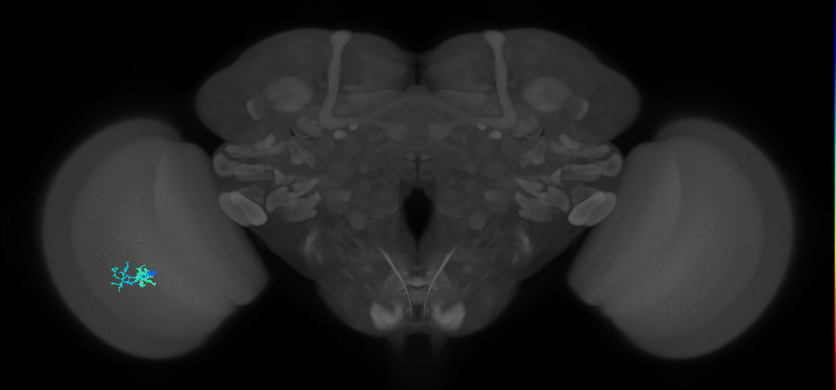 Dm10_L (MaleCNS:162797)