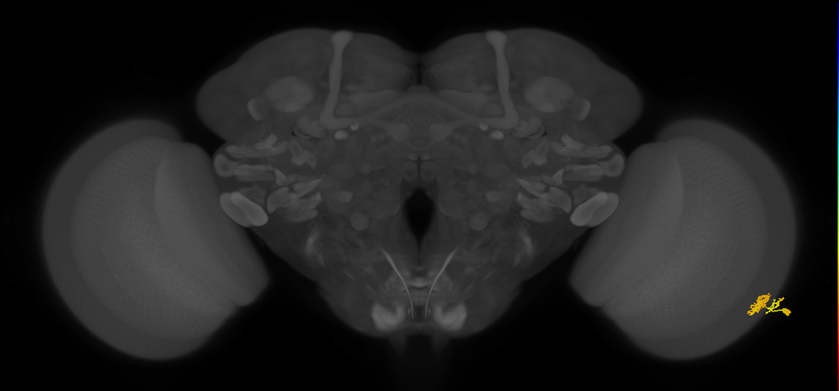 Dm10_R (MaleCNS:64353)