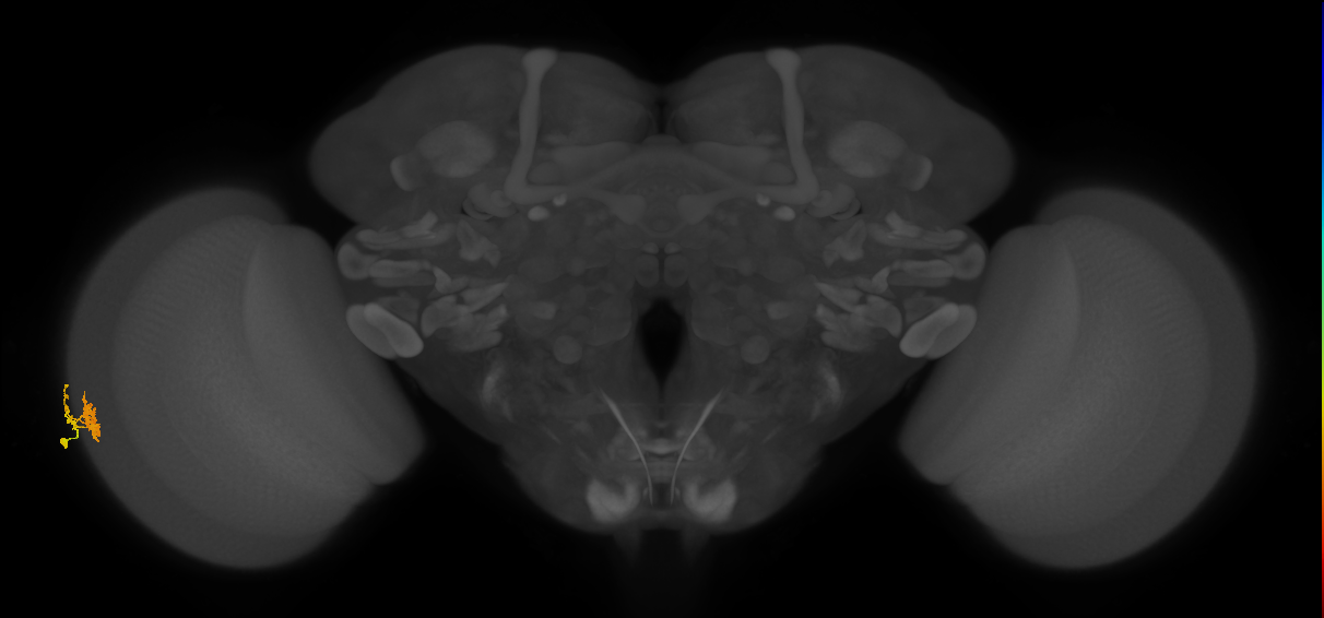 Dm10_L (MaleCNS:534286)