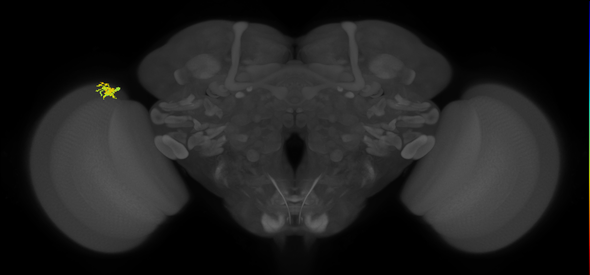 Dm10_L (MaleCNS:144492)