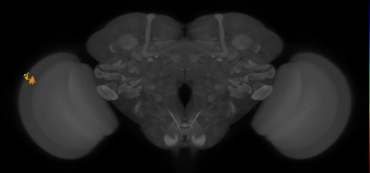 Dm10_L (MaleCNS:140324)