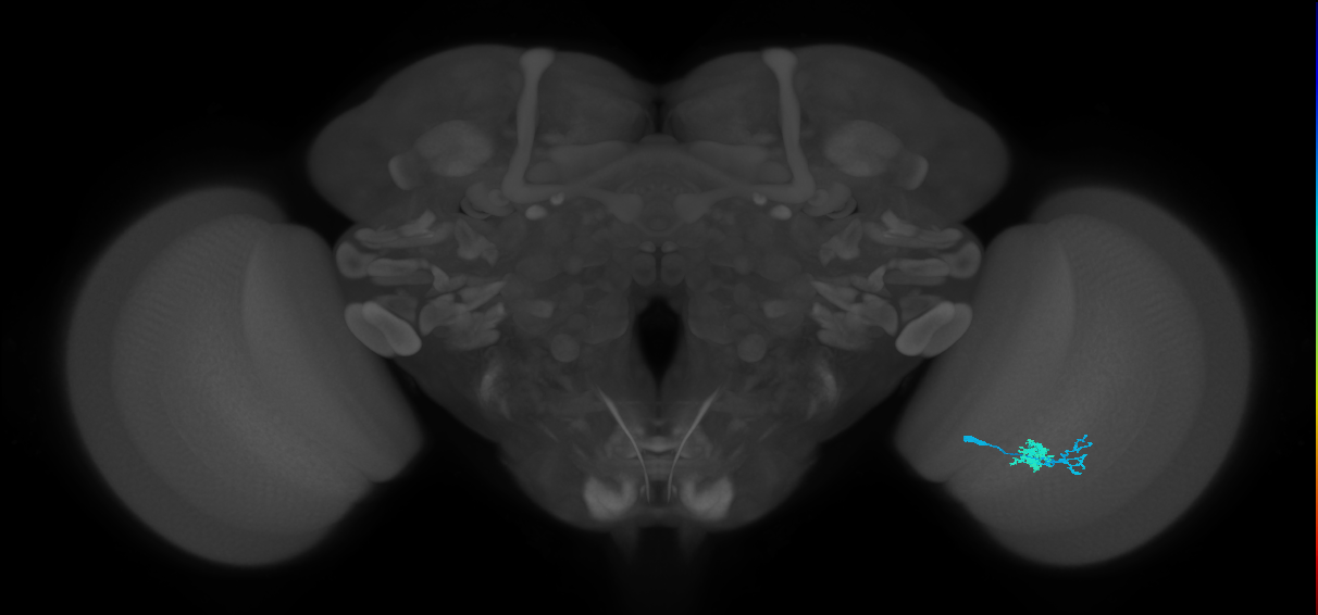 Dm10_R (MaleCNS:81449)