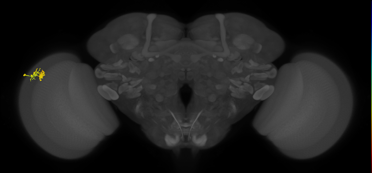 Dm10_L (MaleCNS:545288)