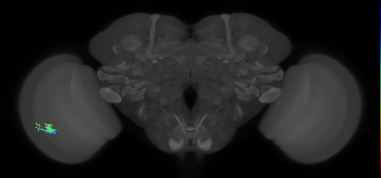 Dm10_L (MaleCNS:534462)