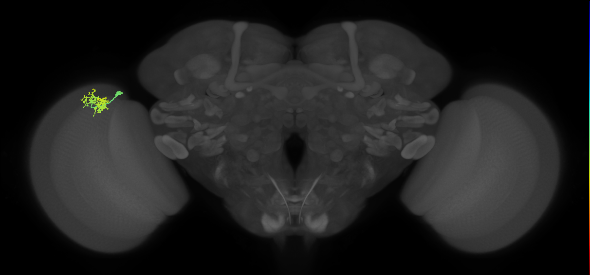 Dm10_L (MaleCNS:545591)