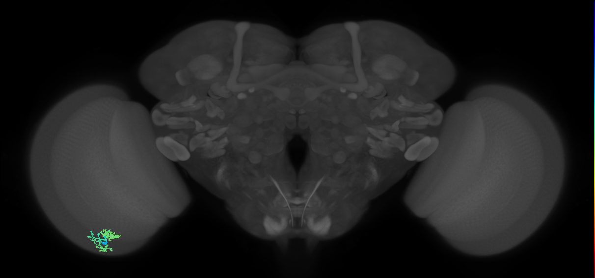 Dm10_L (MaleCNS:88456)