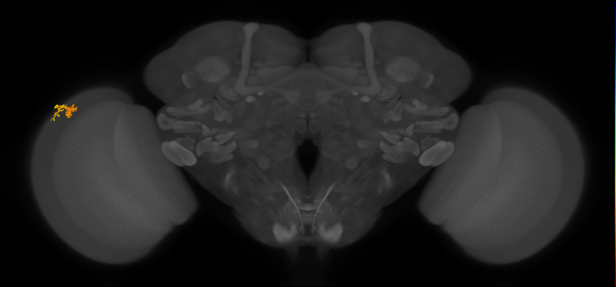 Dm10_L (MaleCNS:89737)
