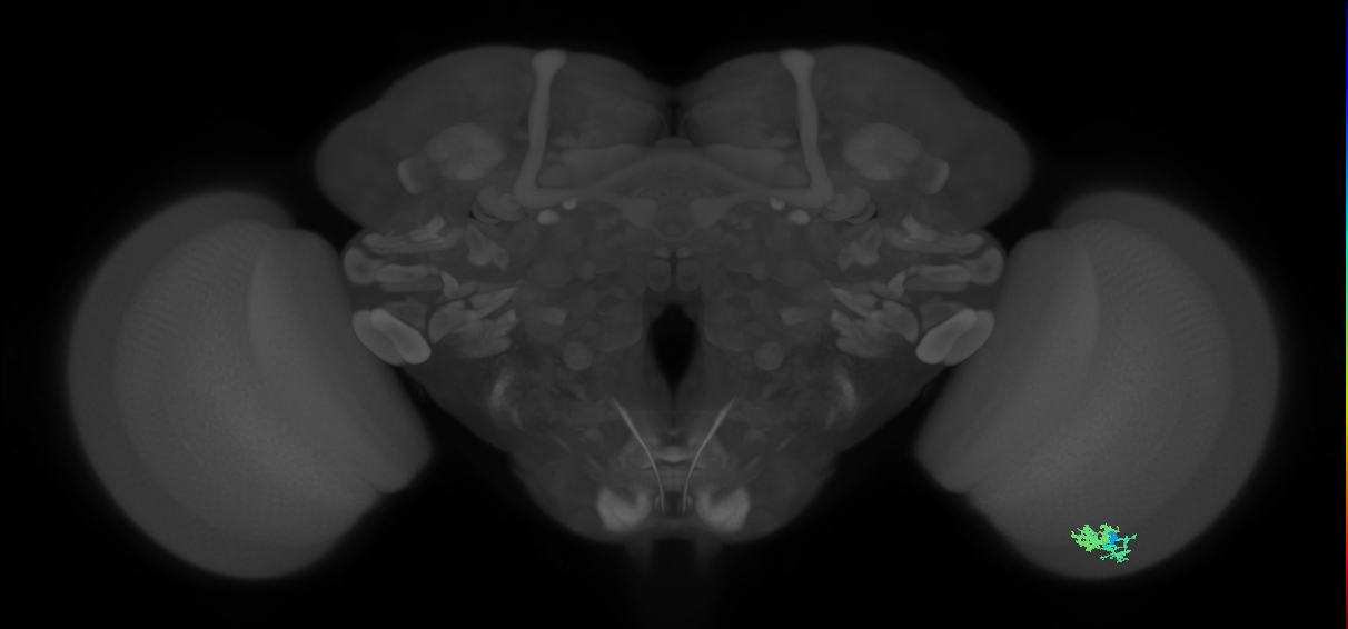 Dm10_R (MaleCNS:73681)