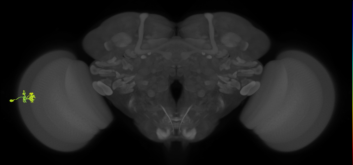 Dm10_L (MaleCNS:27680)