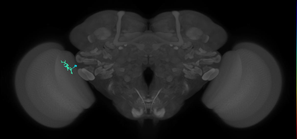 Dm10_L (MaleCNS:174504)
