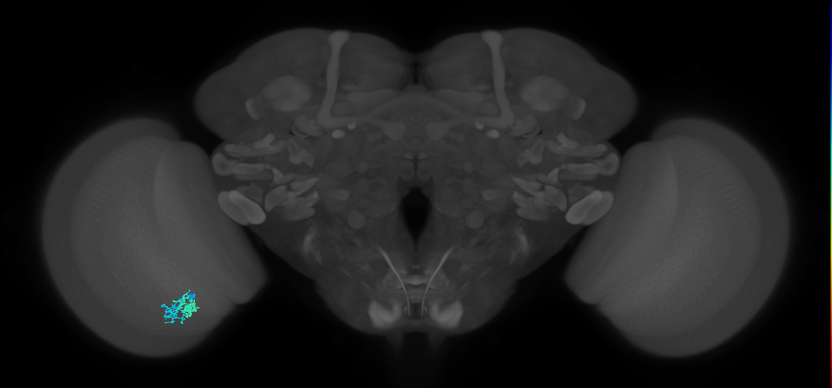 Dm10_L (MaleCNS:547495)