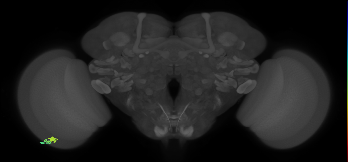 Dm10_L (MaleCNS:66753)