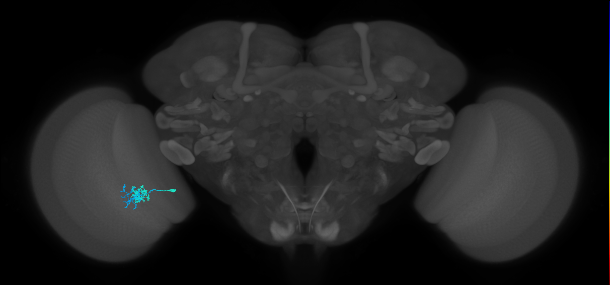 Dm10_L (MaleCNS:543520)