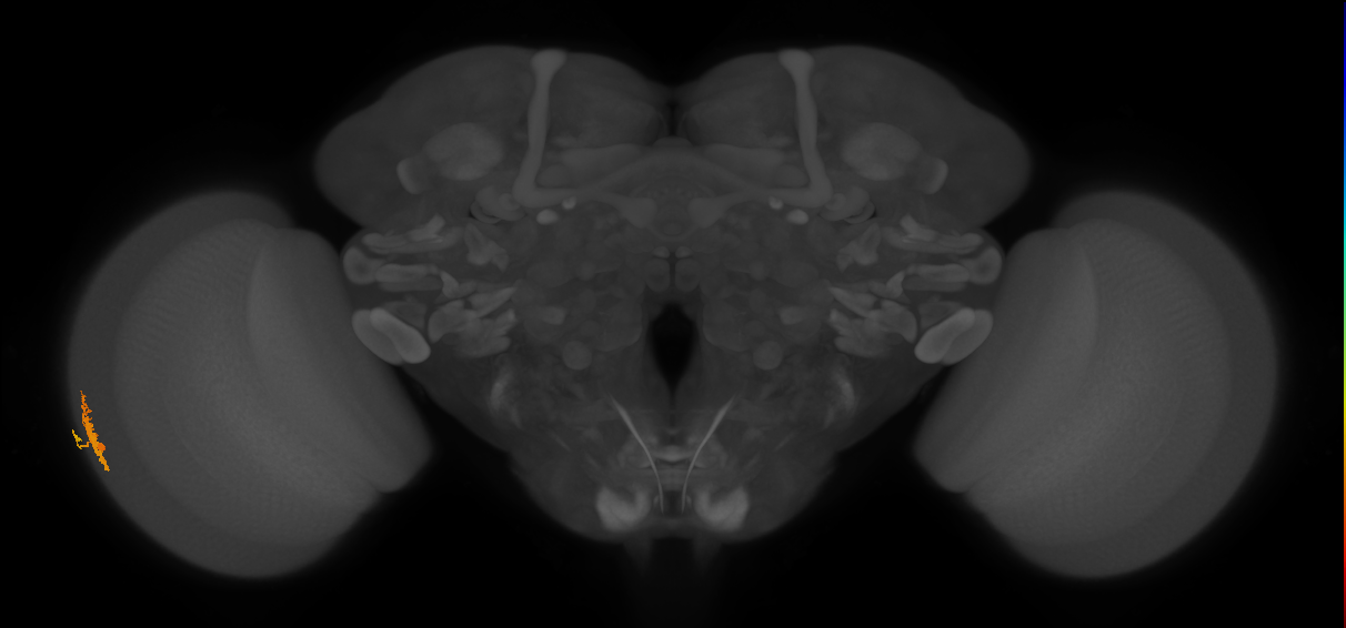 Dm10_L (MaleCNS:154420)