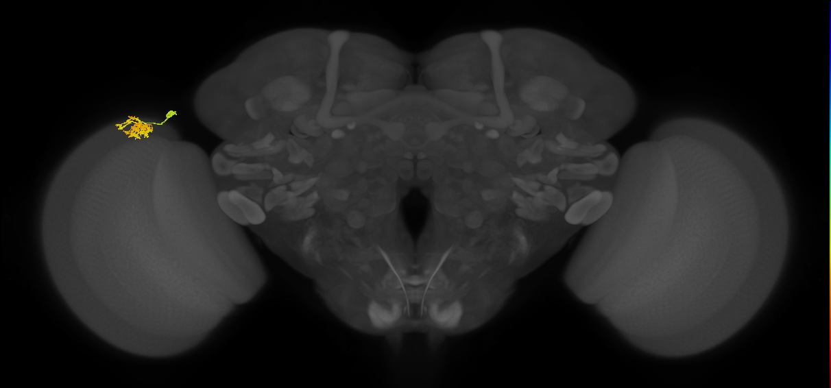 Dm10_L (MaleCNS:516064)