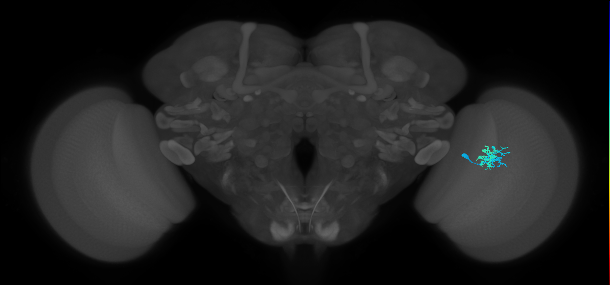 Dm10_R (MaleCNS:72958)