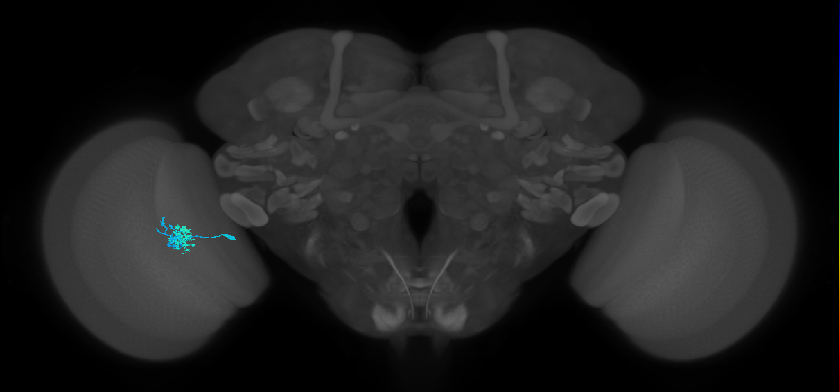Dm10_L (MaleCNS:547514)
