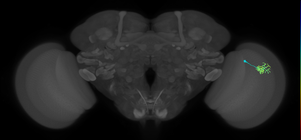 Dm10_R (MaleCNS:74921)
