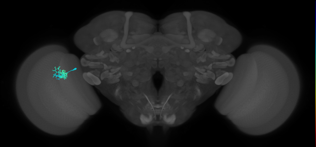 Dm10_L (MaleCNS:564486)