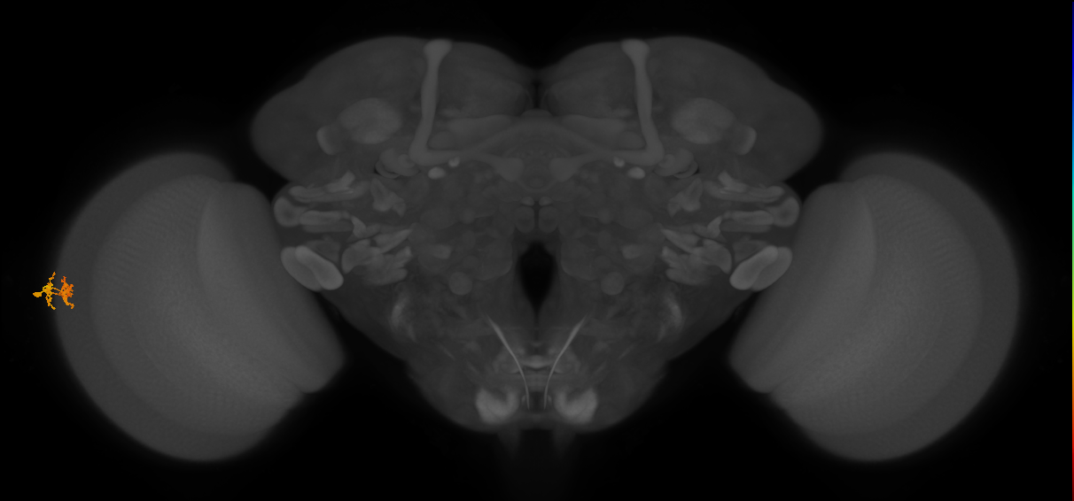 Dm10_L (MaleCNS:151824)